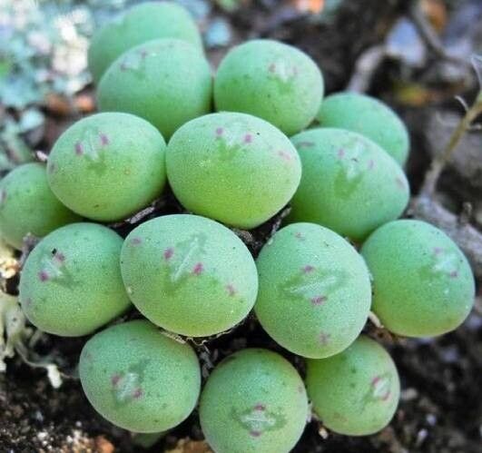 Conophytum meyeri habit