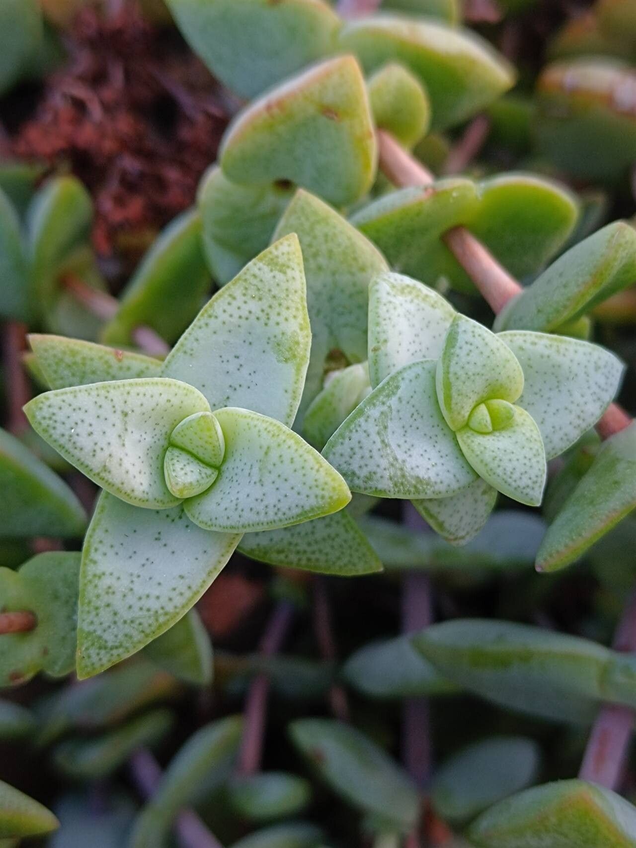 Crassula sladenii — houseplant care guide