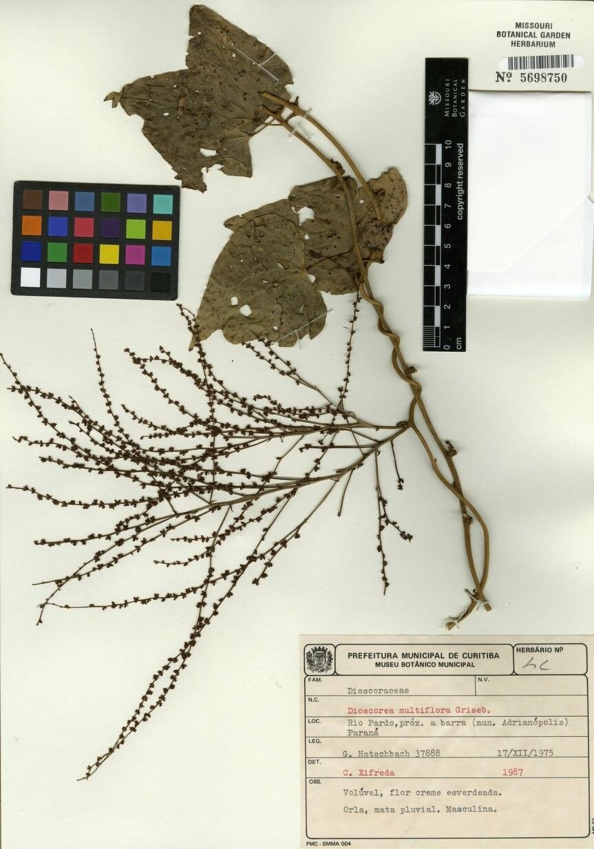 Dioscorea multiflora other
