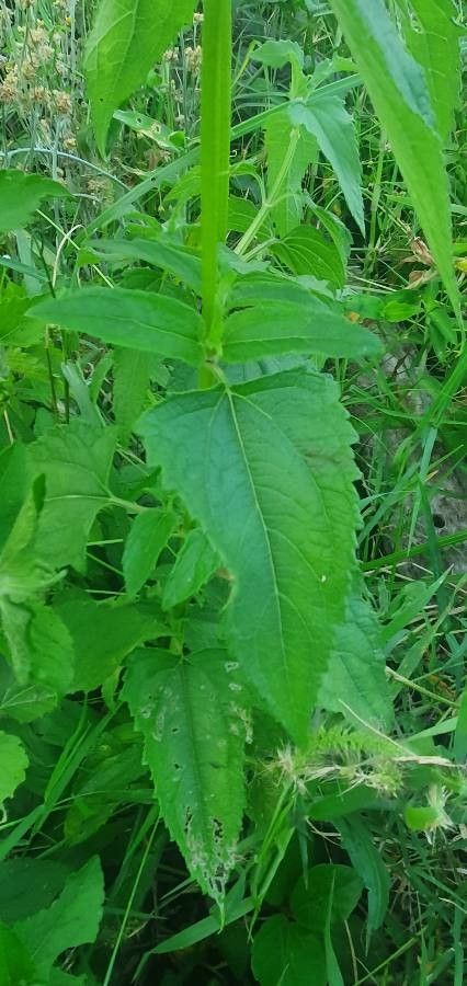 Aspilia pluriseta — search result for 'Aspilia'