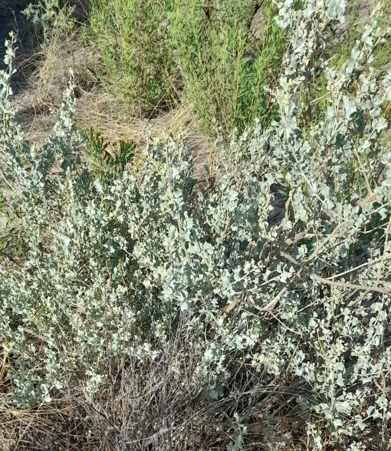 Atriplex cordobensis habit
