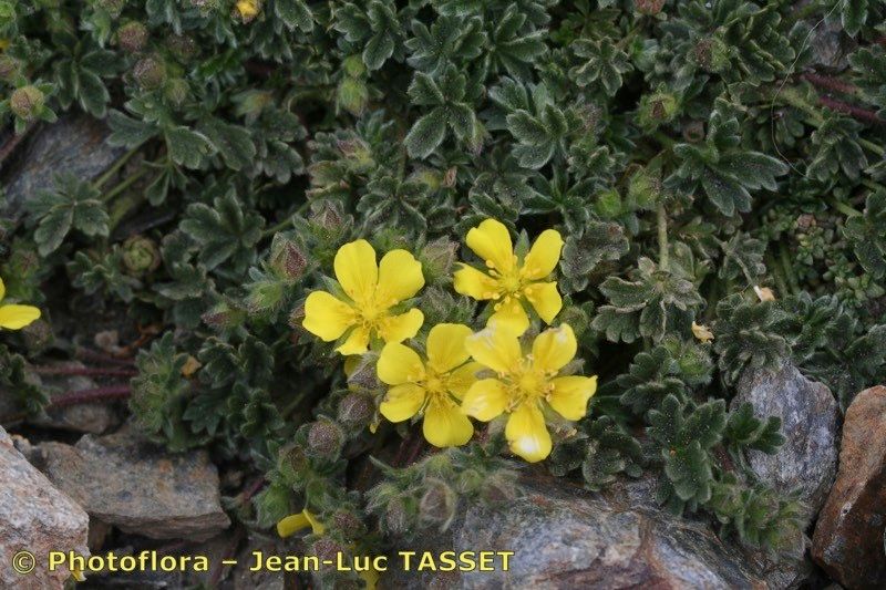 Potentilla nevadensis habit