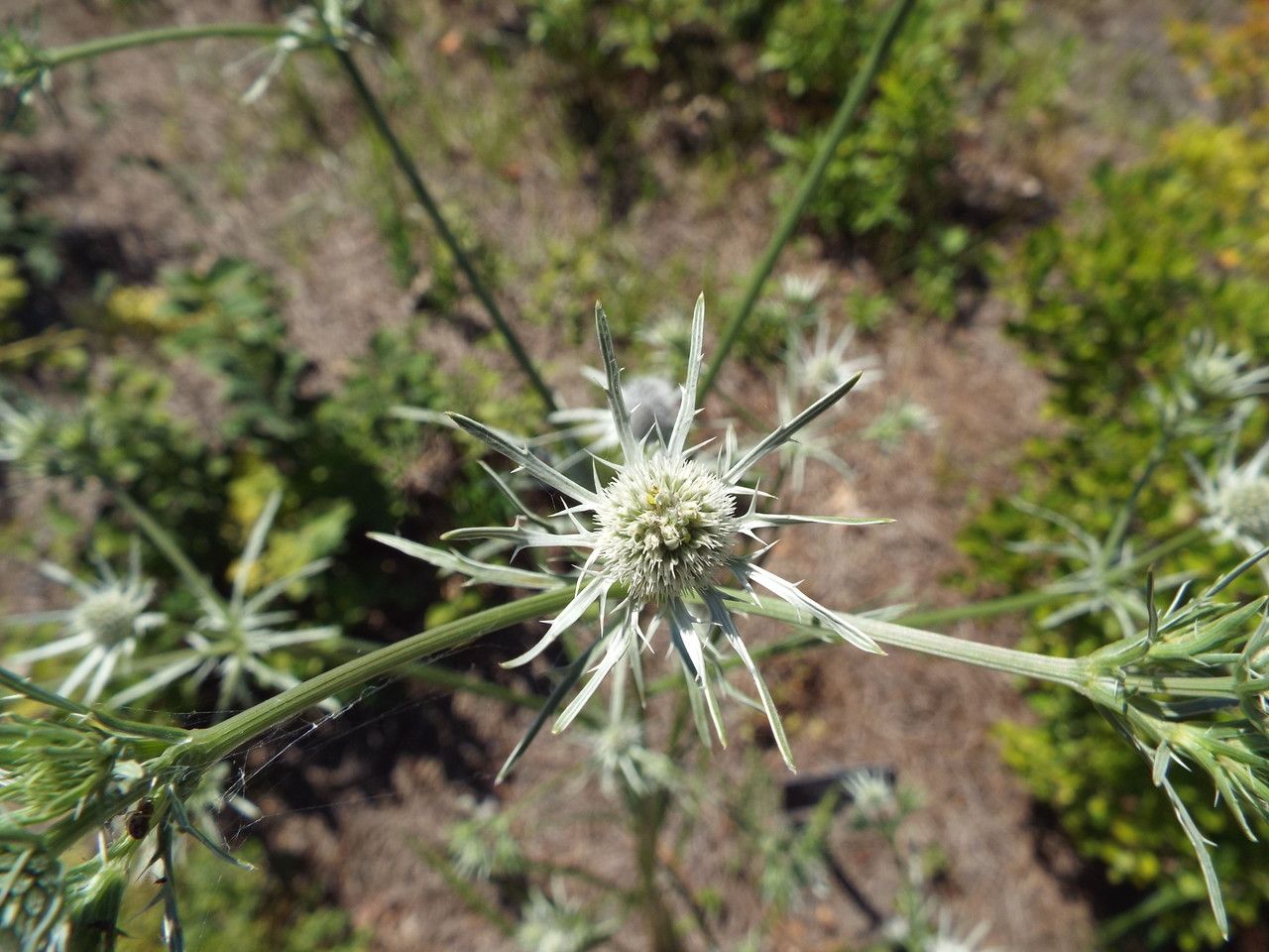 Eryngium integrifolium flower