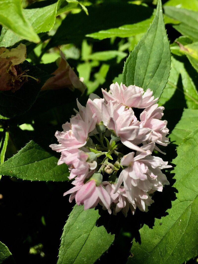 Deutzia hybrida flower