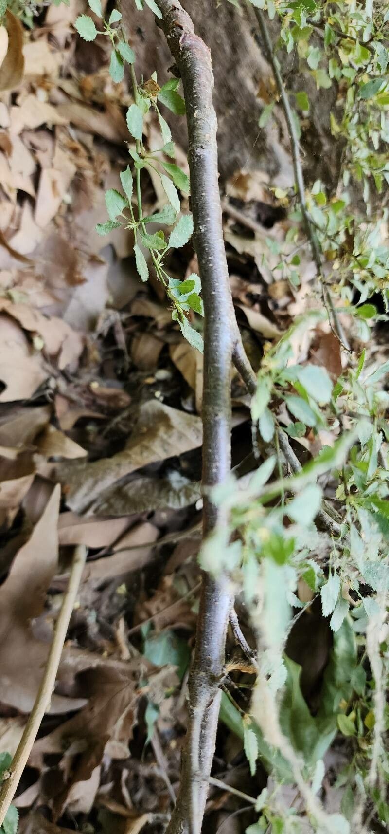 Prunus microcarpa bark