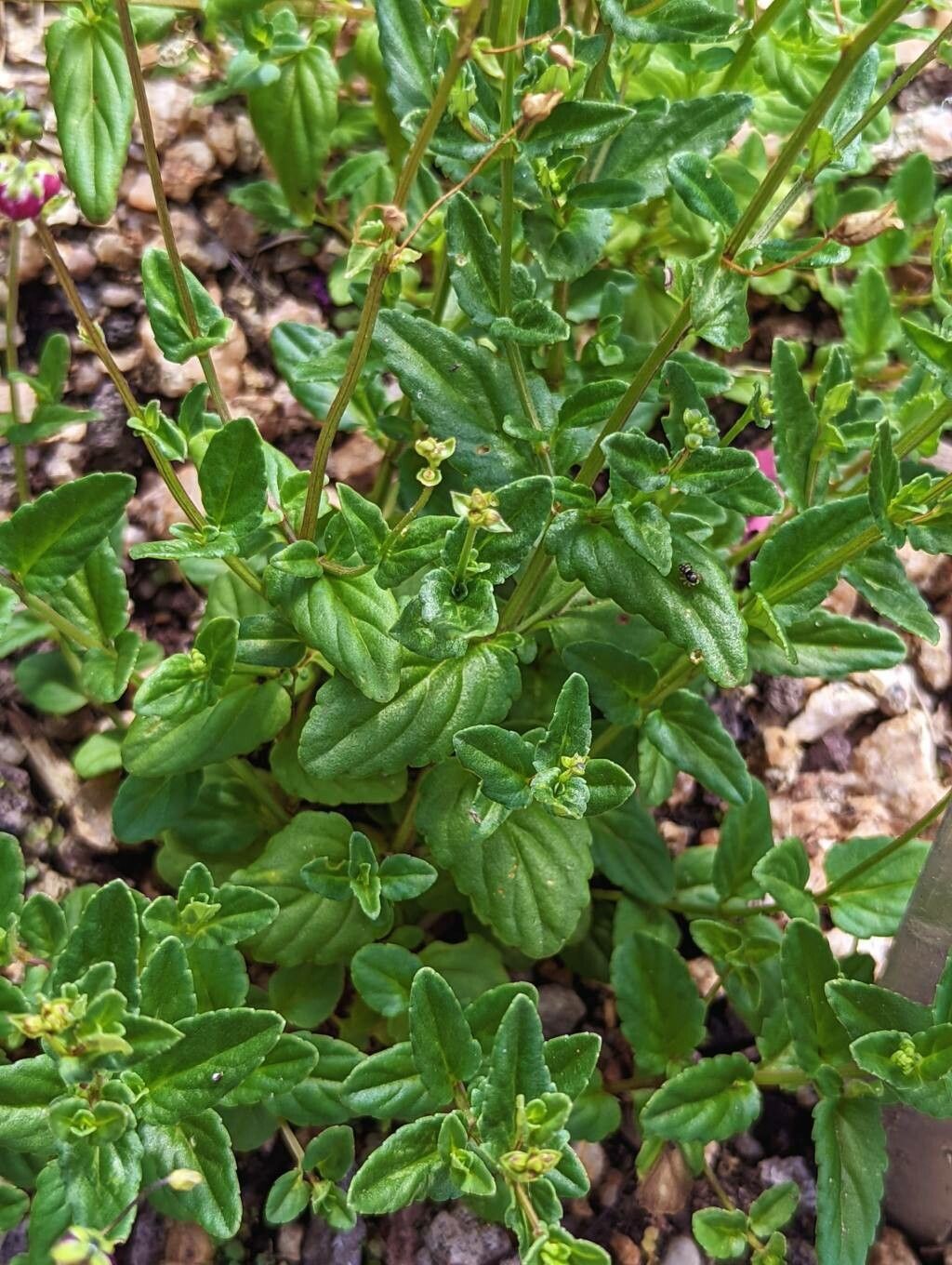 Diascia barberae — search result for 'Lesotho'
