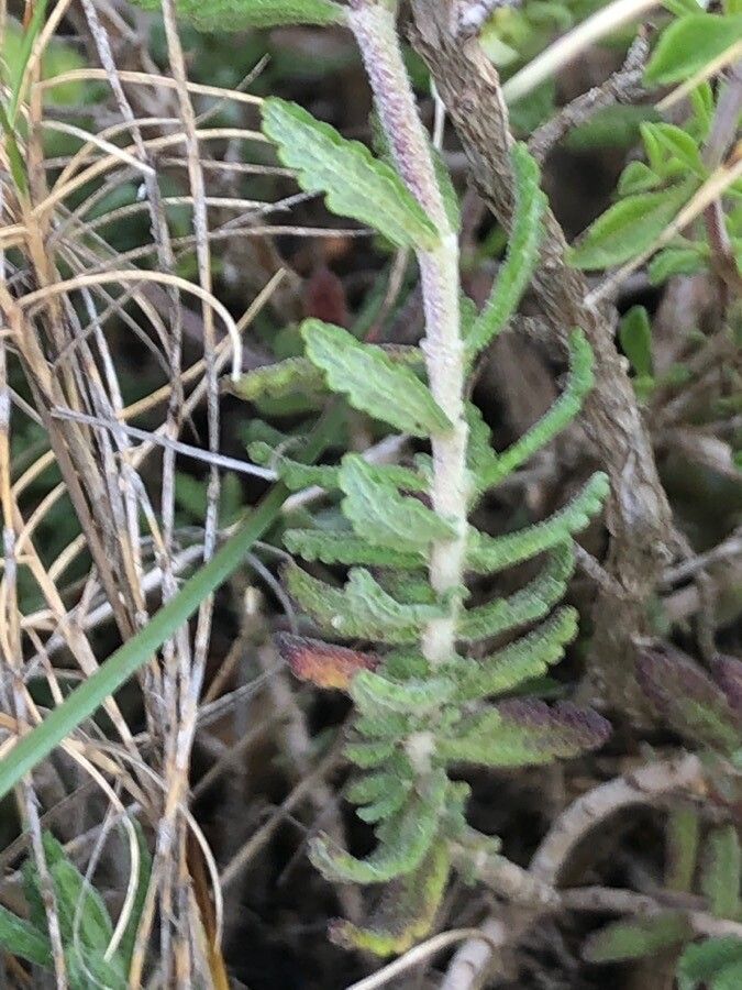 Teucrium carthaginense — search result for 'Teucrium'