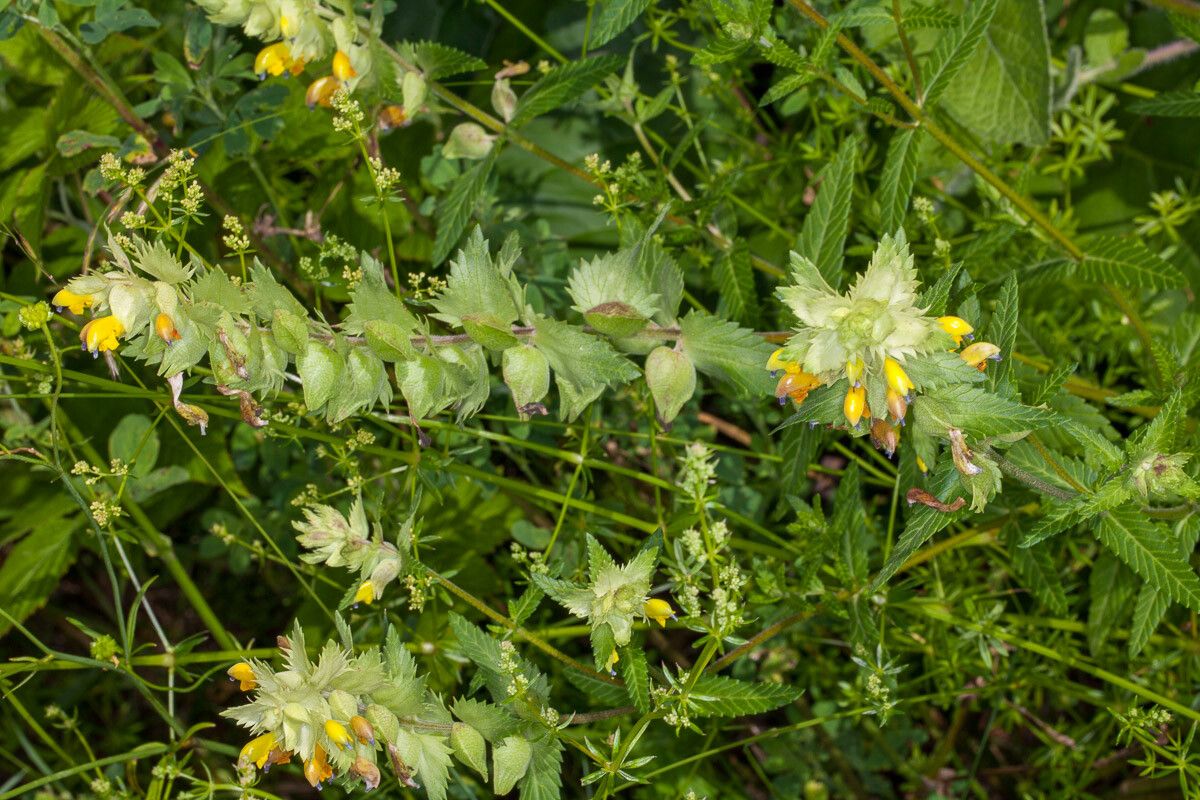 Rhinanthus freynii