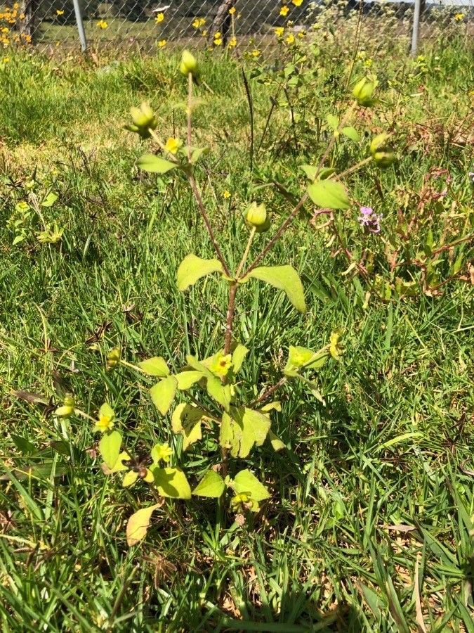 Melampodium perfoliatum habit