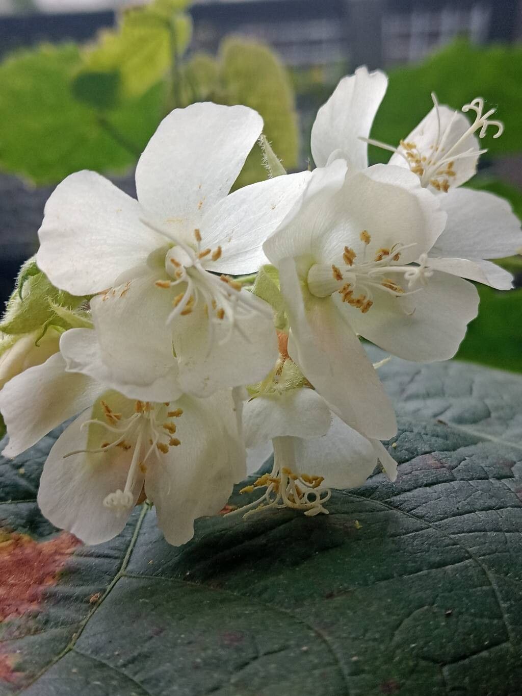 Dombeya pulchra flower