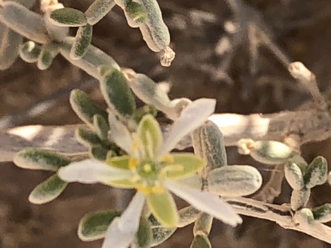 Nitraria retusa flower