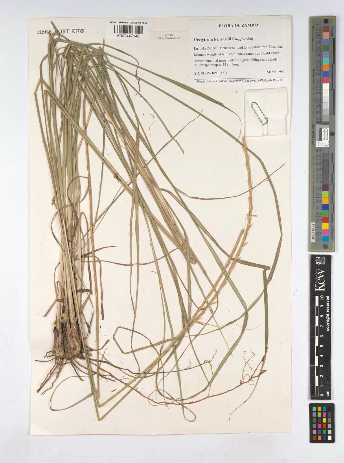 Urelytrum henrardii — related species from the same genus