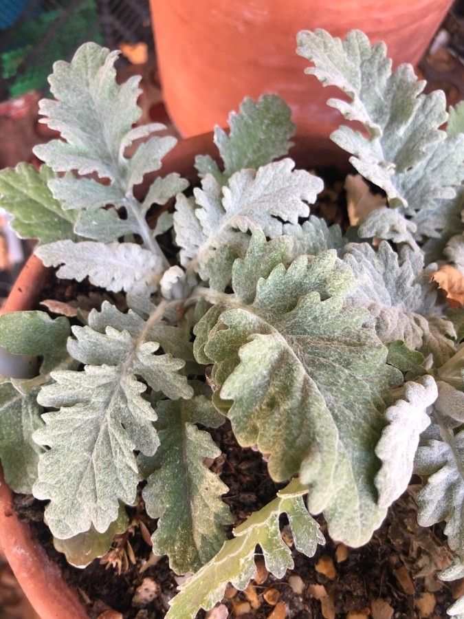 Jacobaea leucophylla — search result for 'Jacobaea'