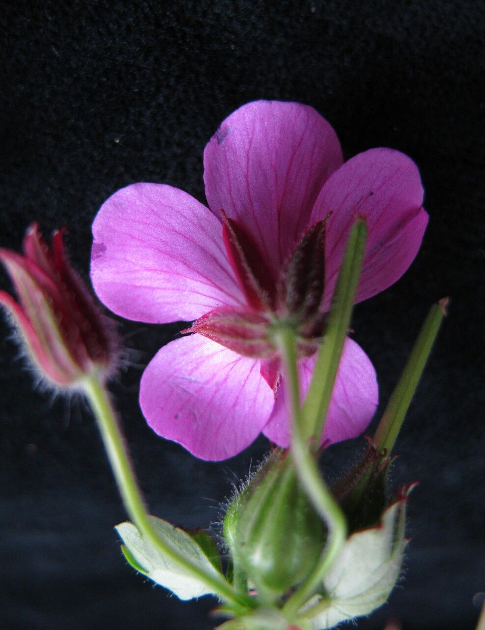 Geranium polyanthes flower