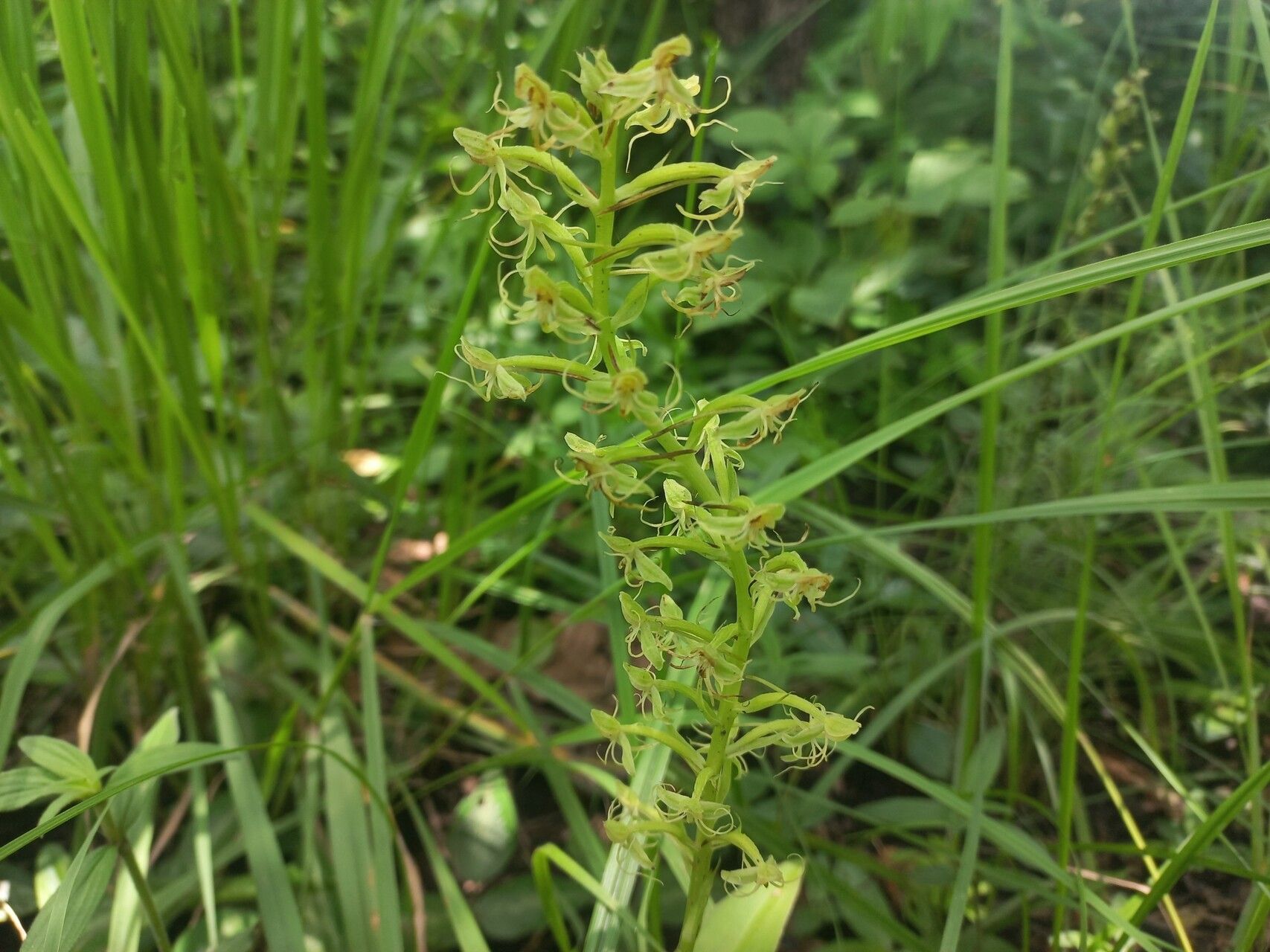 Habenaria uhehensis — houseplant care guide