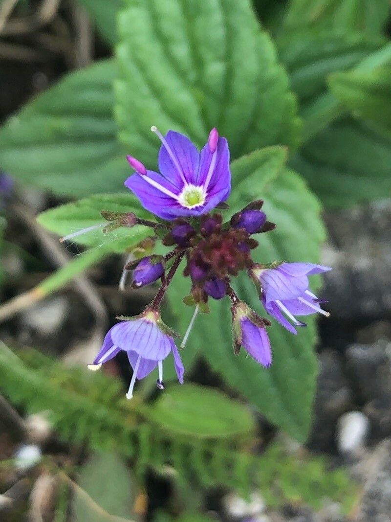 Veronica ponae flower