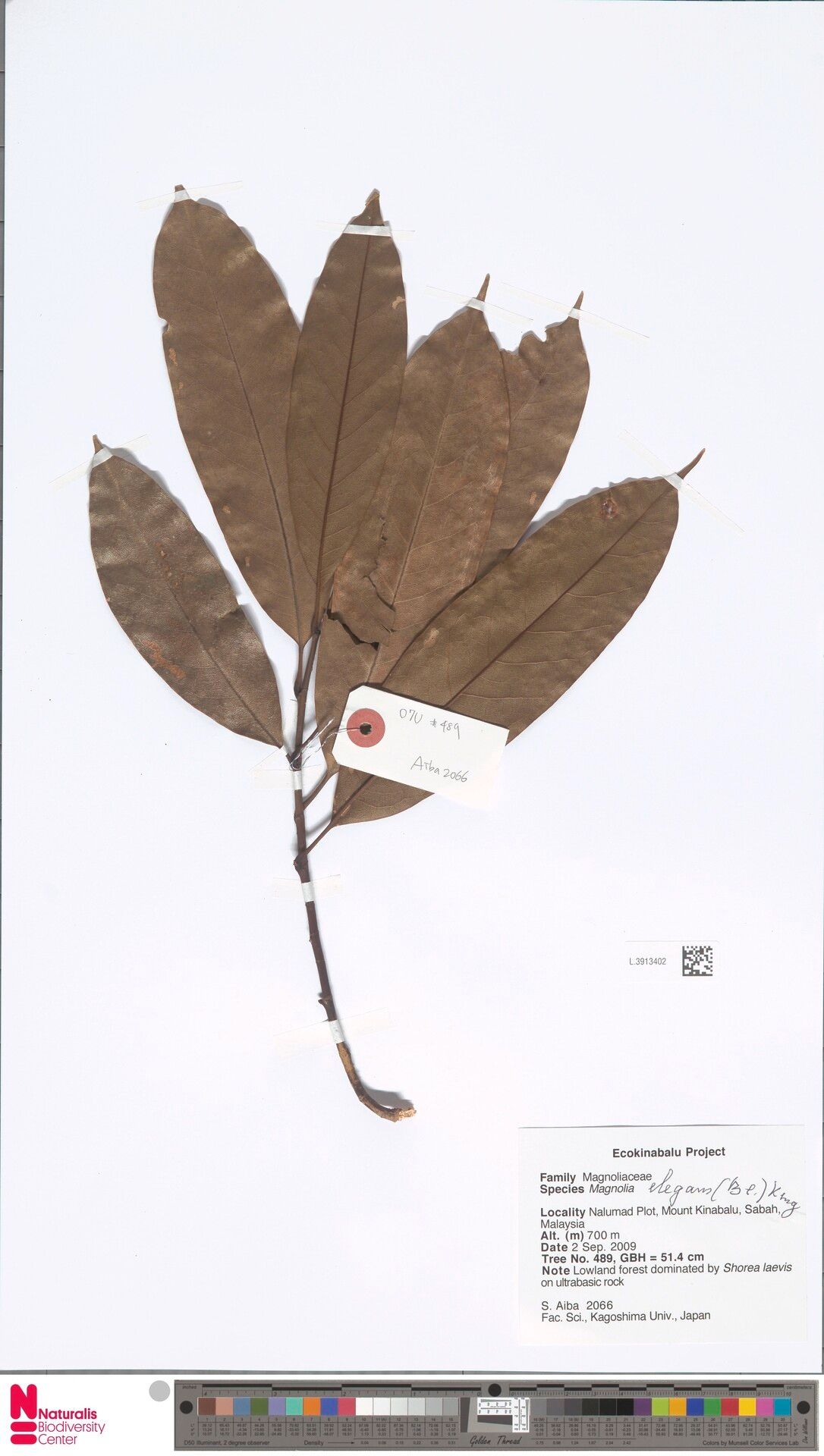 Magnolia elegans — search result for 'Magnolia'