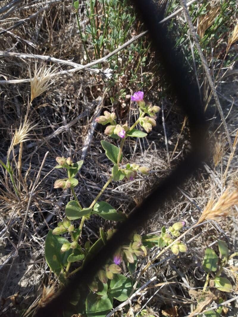 Mirabilis laevis flower