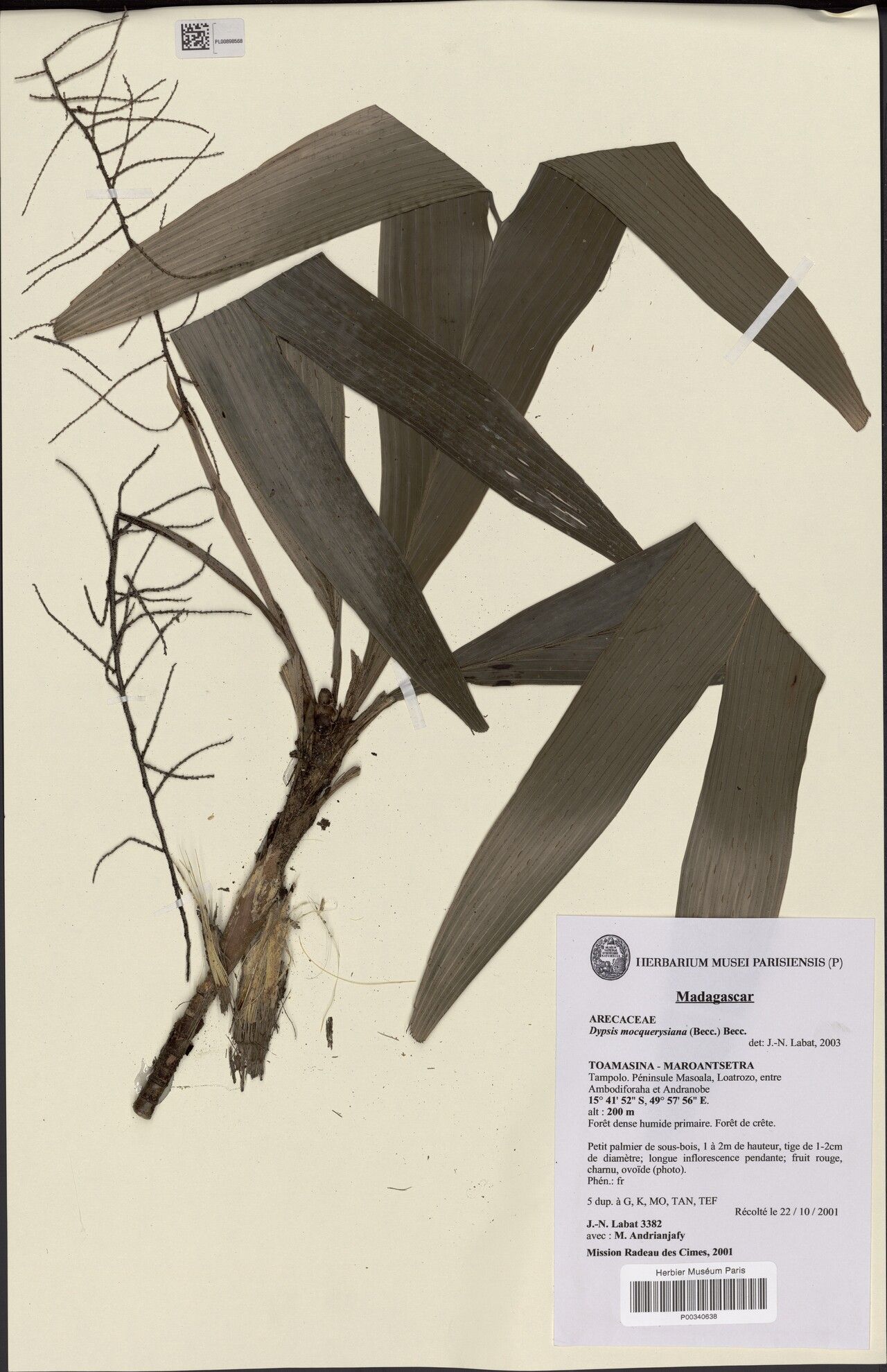 Dypsis mocquerysiana — houseplant care guide