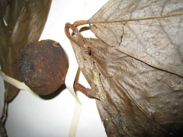 Annona ambotay other