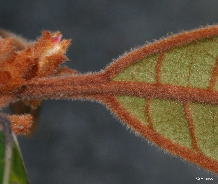 Planchonella crassinervia fruit