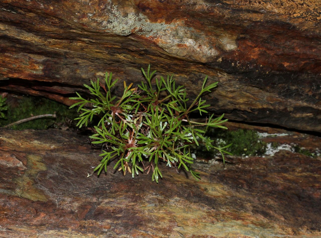 Saxifraga pentadactylis habit
