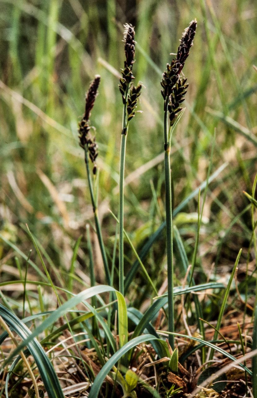 Carex bigelowii fruit