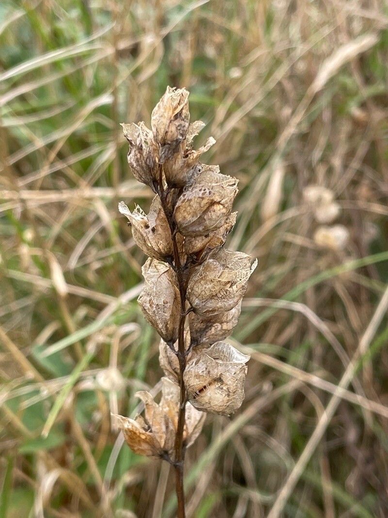 Rhinanthus minor fruit