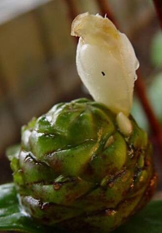 Costus lucanusianus — search result for 'Costus'