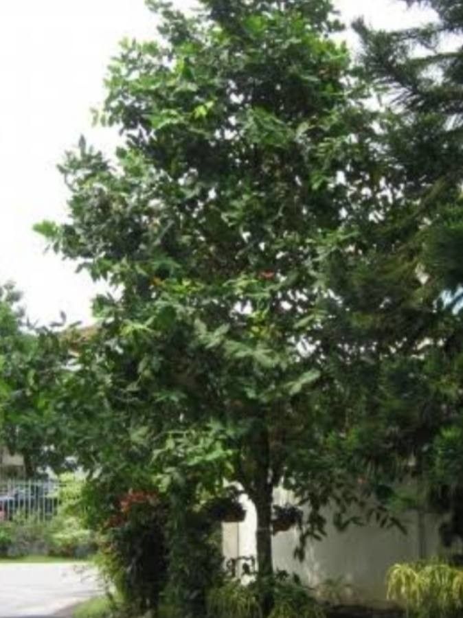 Syzygium aqueum — search result for 'Philippines'