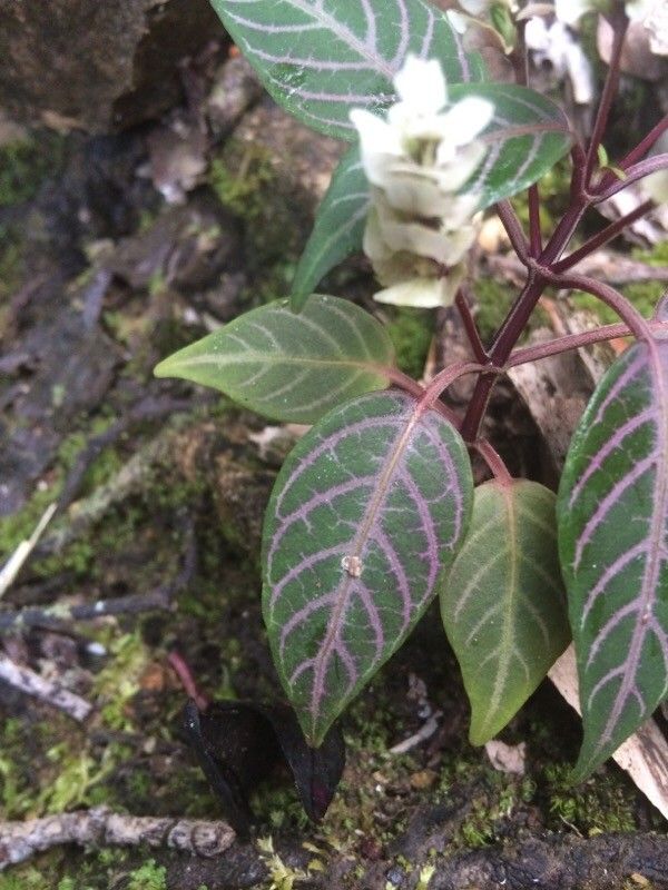 Justicia haplostachya — search result for 'Justicia'