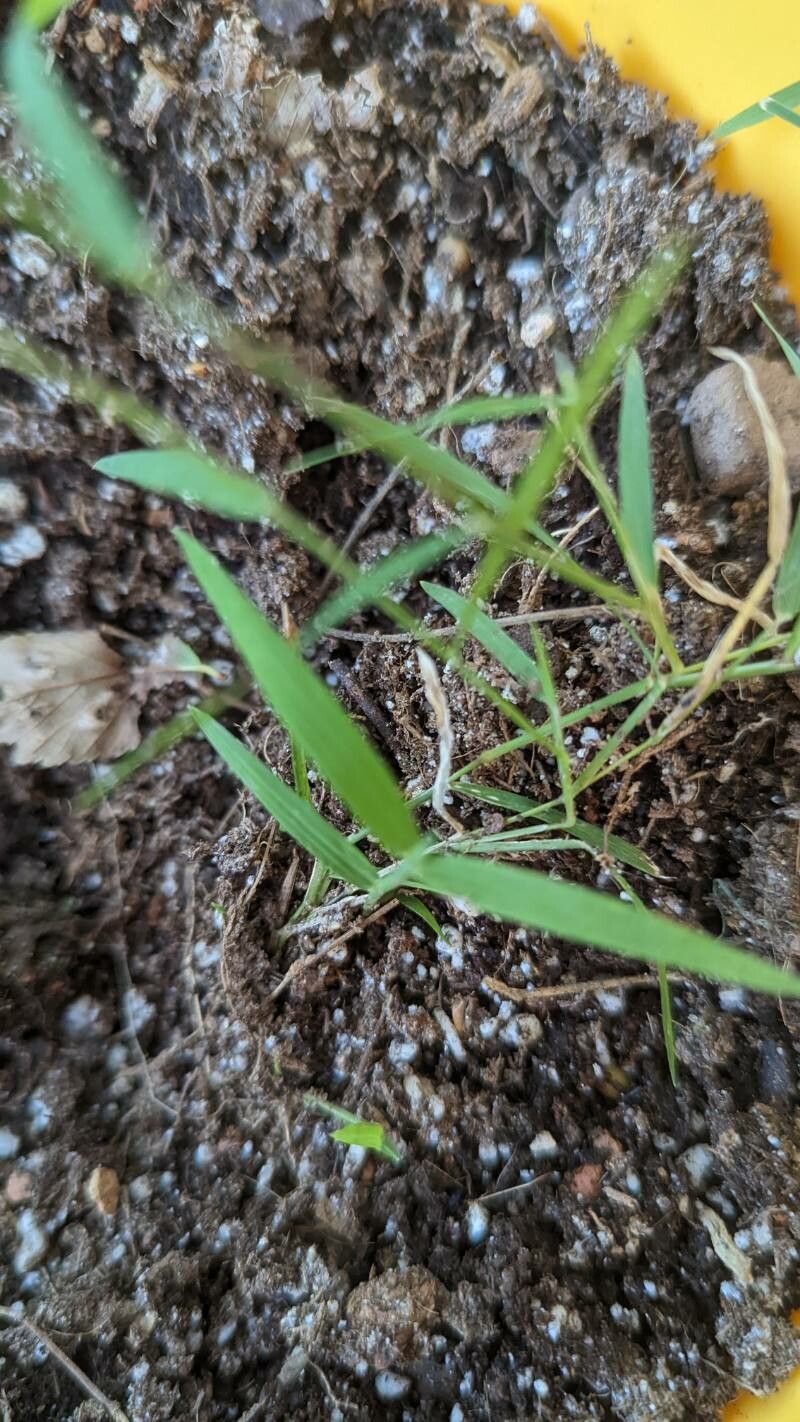 Muhlenbergia schreberi — houseplant care guide