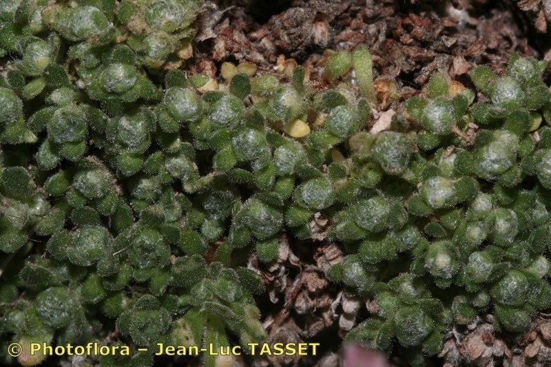 Saxifraga erioblasta habit