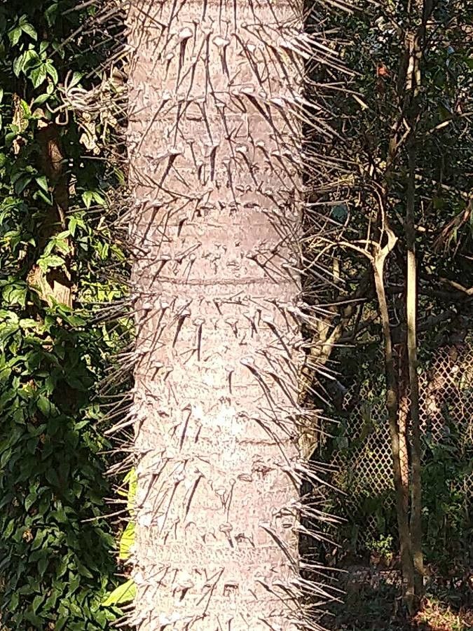 Bactris gasipaes bark