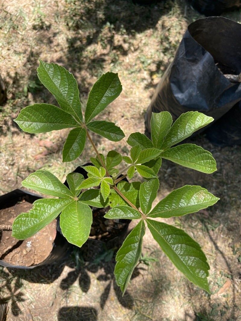 Vitex payos — search result for 'Vitex'