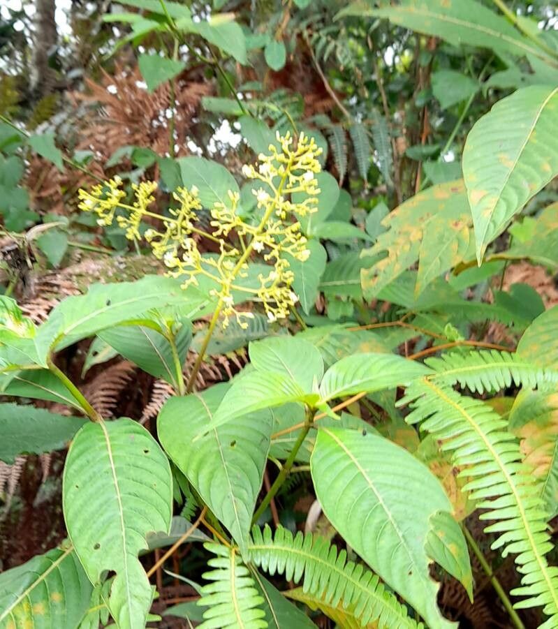 Psychotria grandis habit