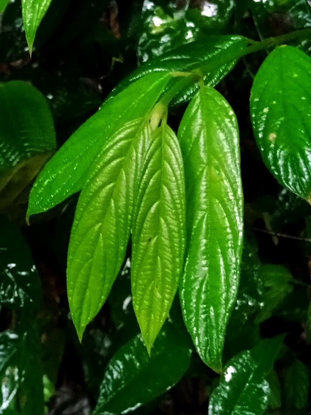 Lasianthus chinensis — houseplant care guide
