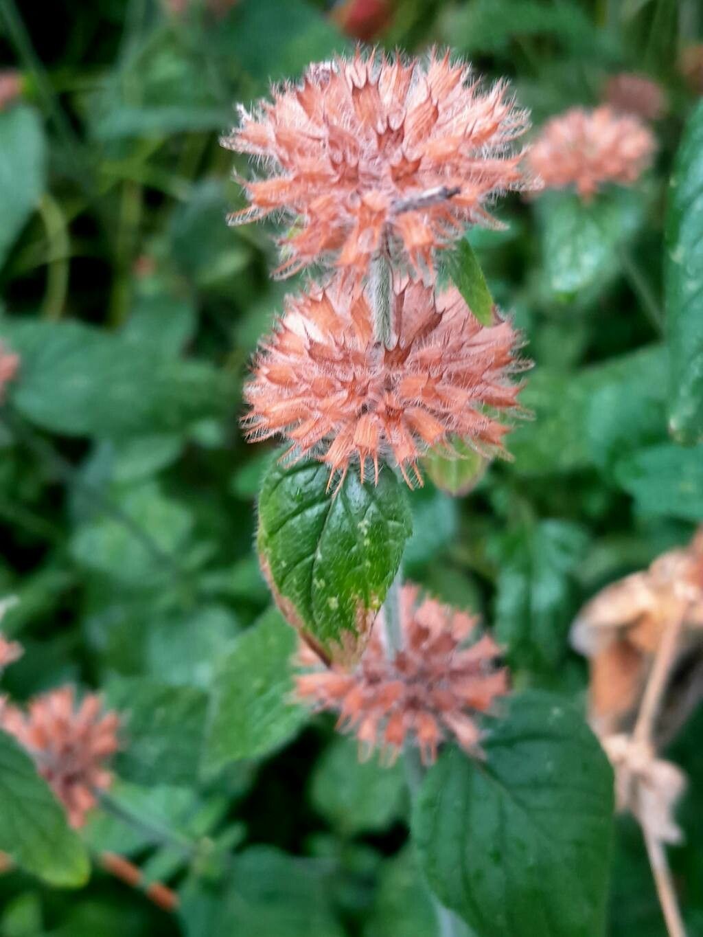 Betonica officinalis fruit