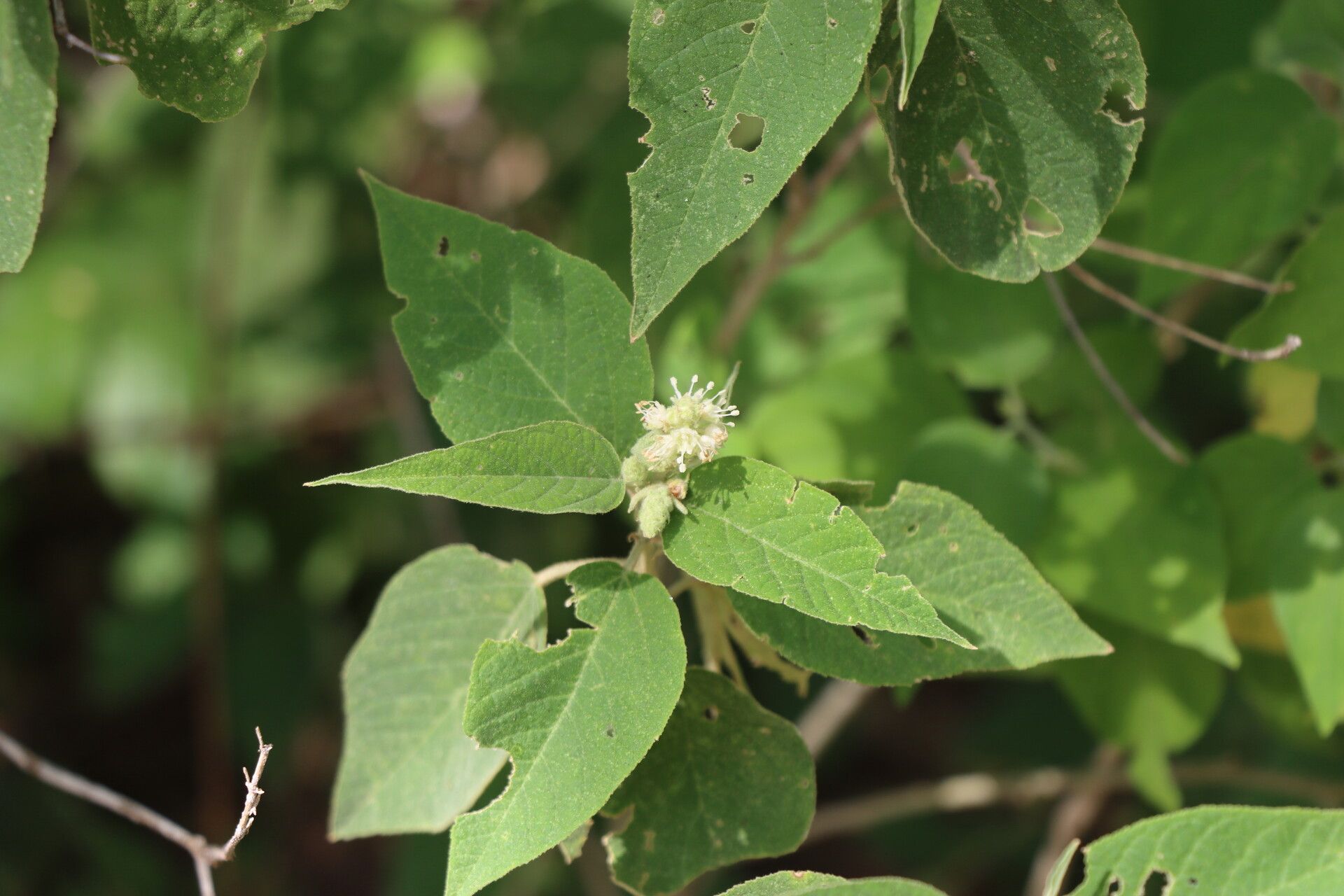 Croton triqueter — houseplant care guide