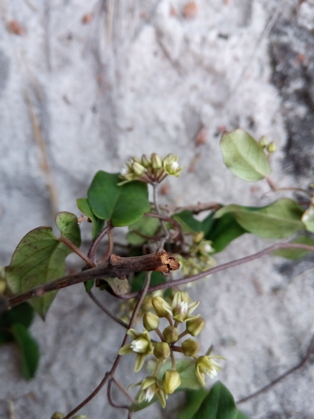 Cynanchum andringitrense — houseplant care guide