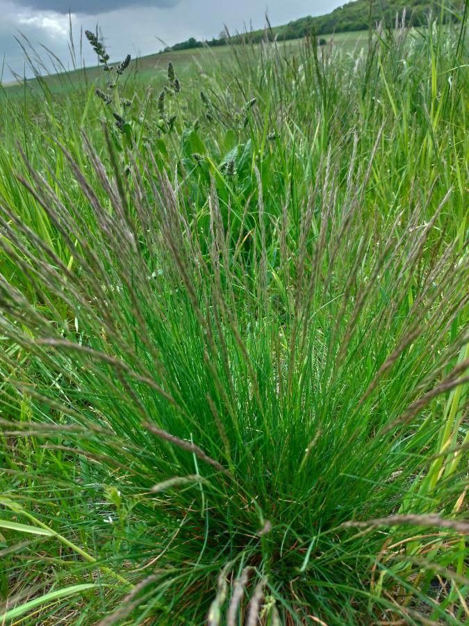 Festuca rupicola habit