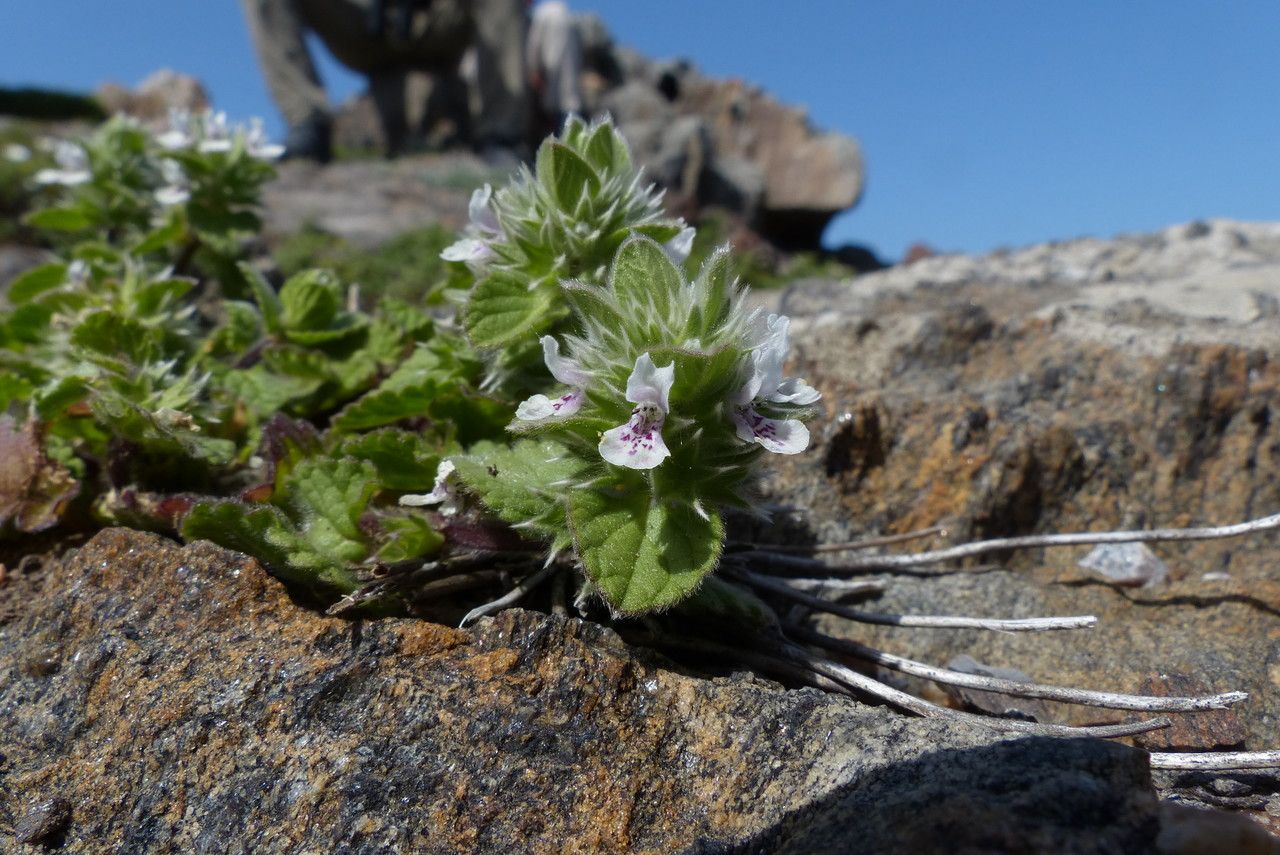 Stachys brachyclada flower