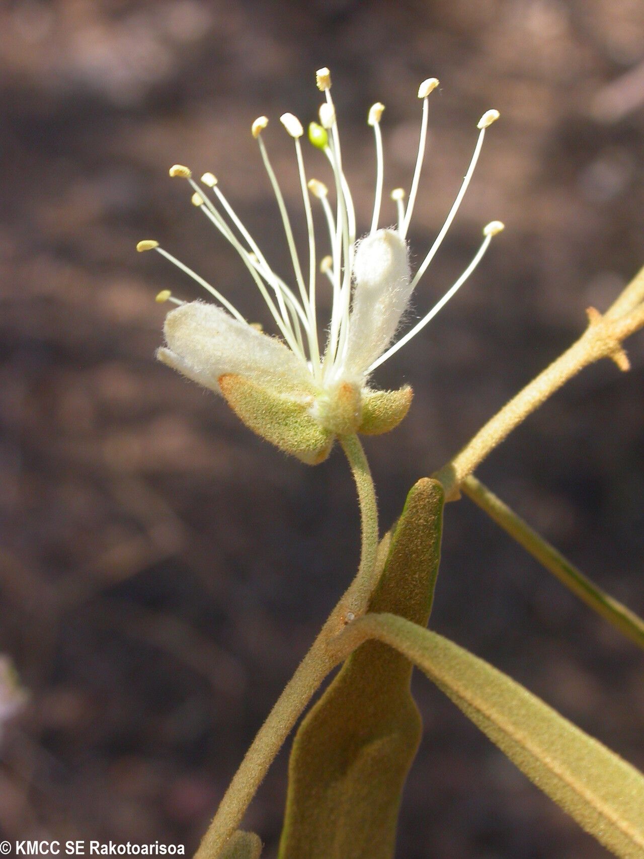 Capparis chrysomeia — related species from the same genus