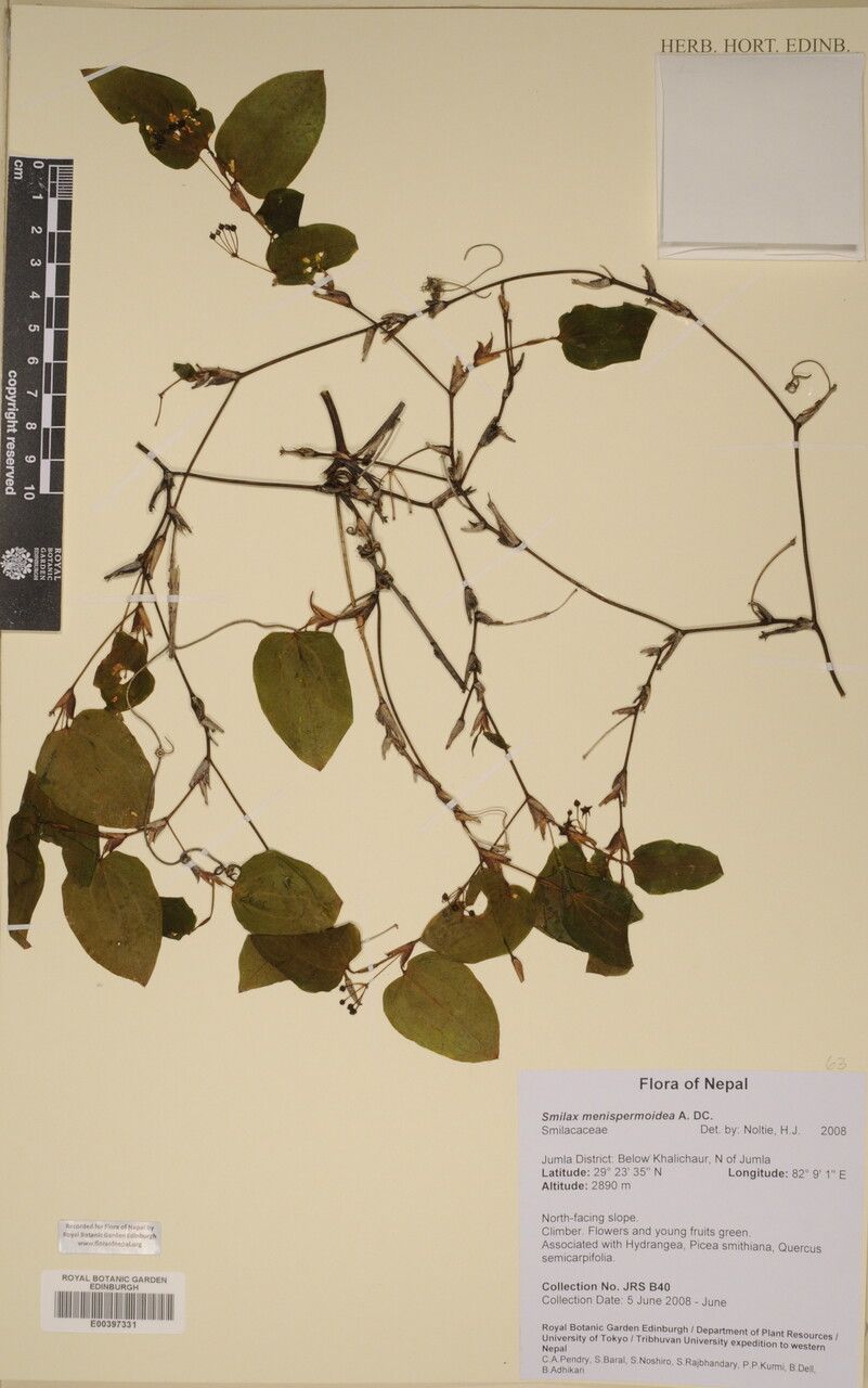 Smilax menispermoidea other