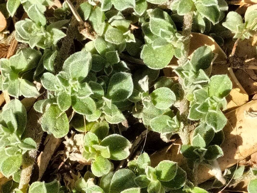 Galenia pubescens — search result for 'Aizoaceae'