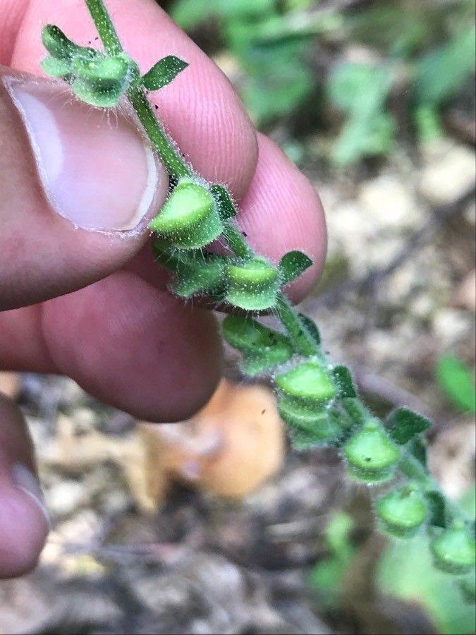 Scutellaria columnae fruit