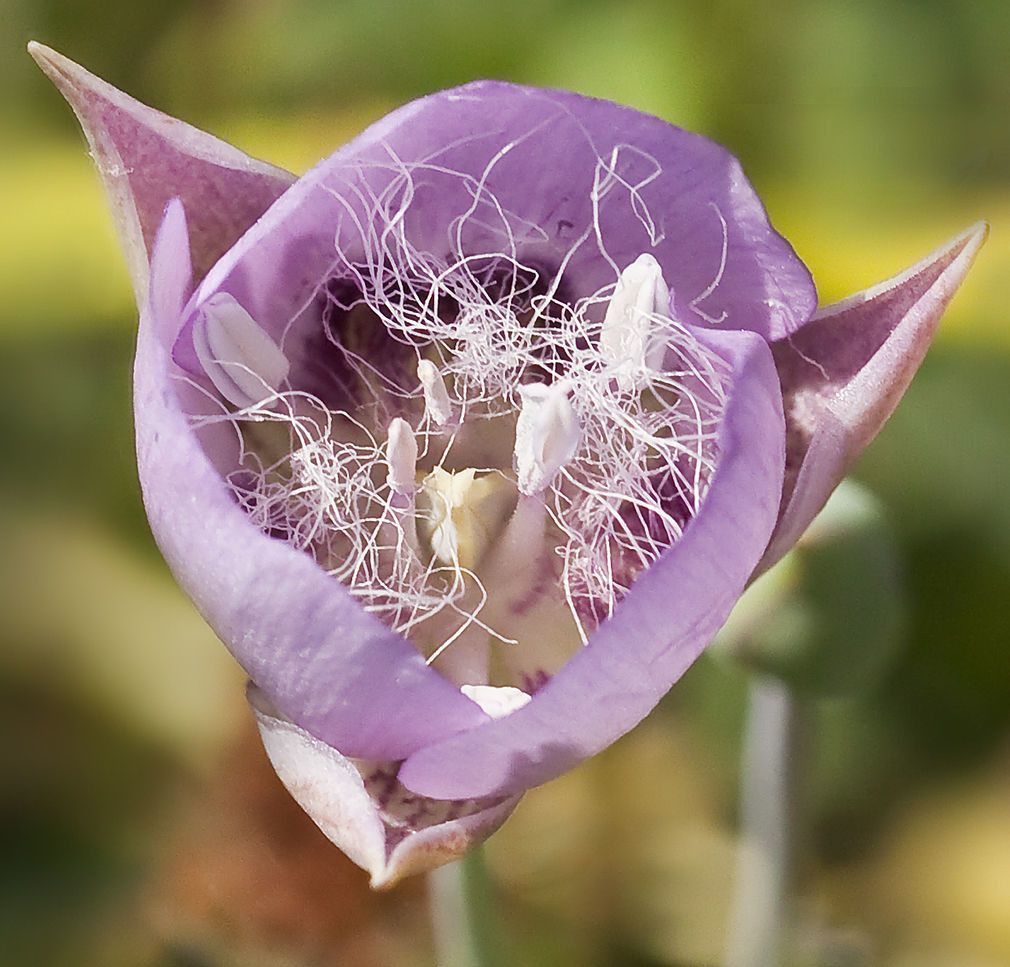 Calochortus longibarbatus — houseplant care guide