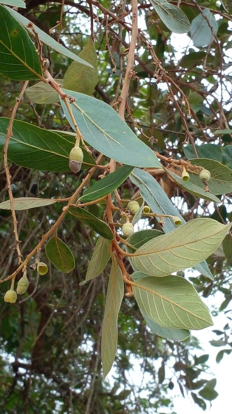 Styrax ferrugineus — search result for 'Styrax'