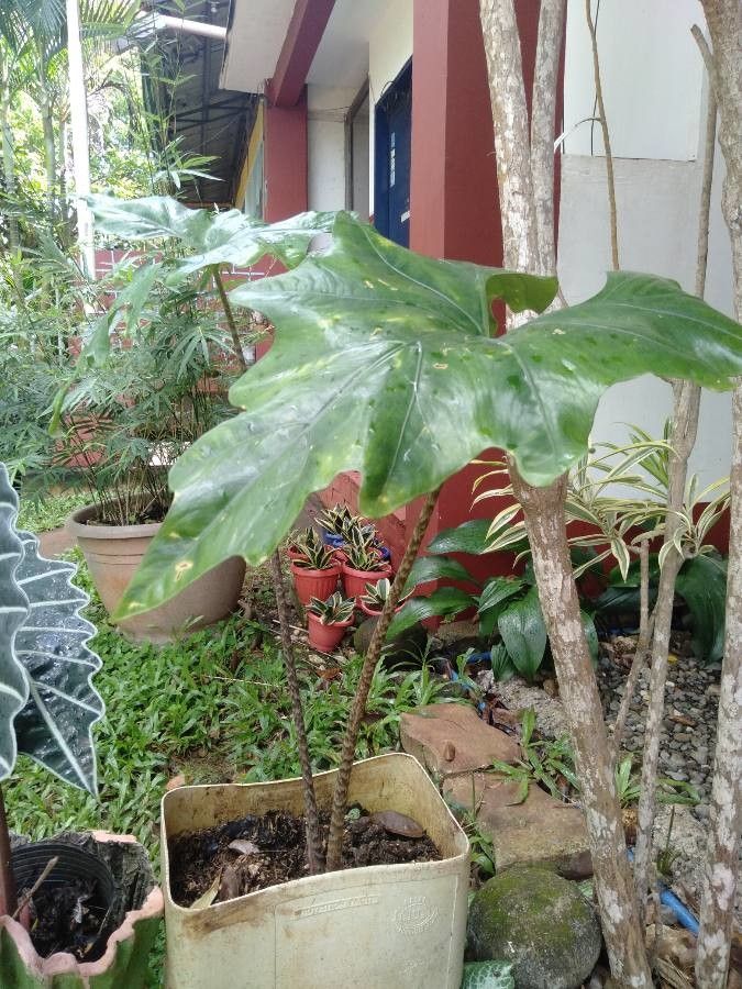 Alocasia nycteris leaf