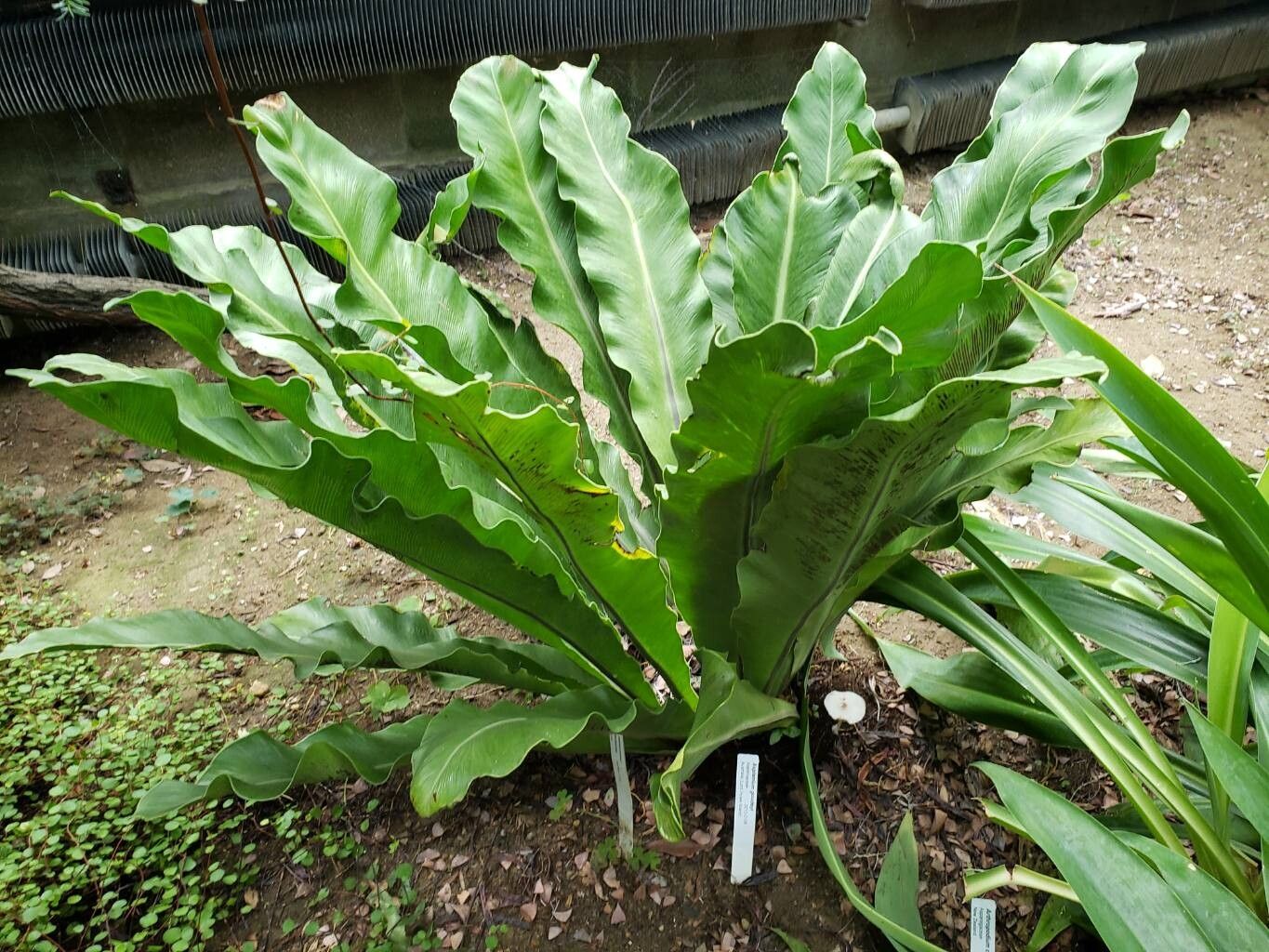 Asplenium goudeyi habit